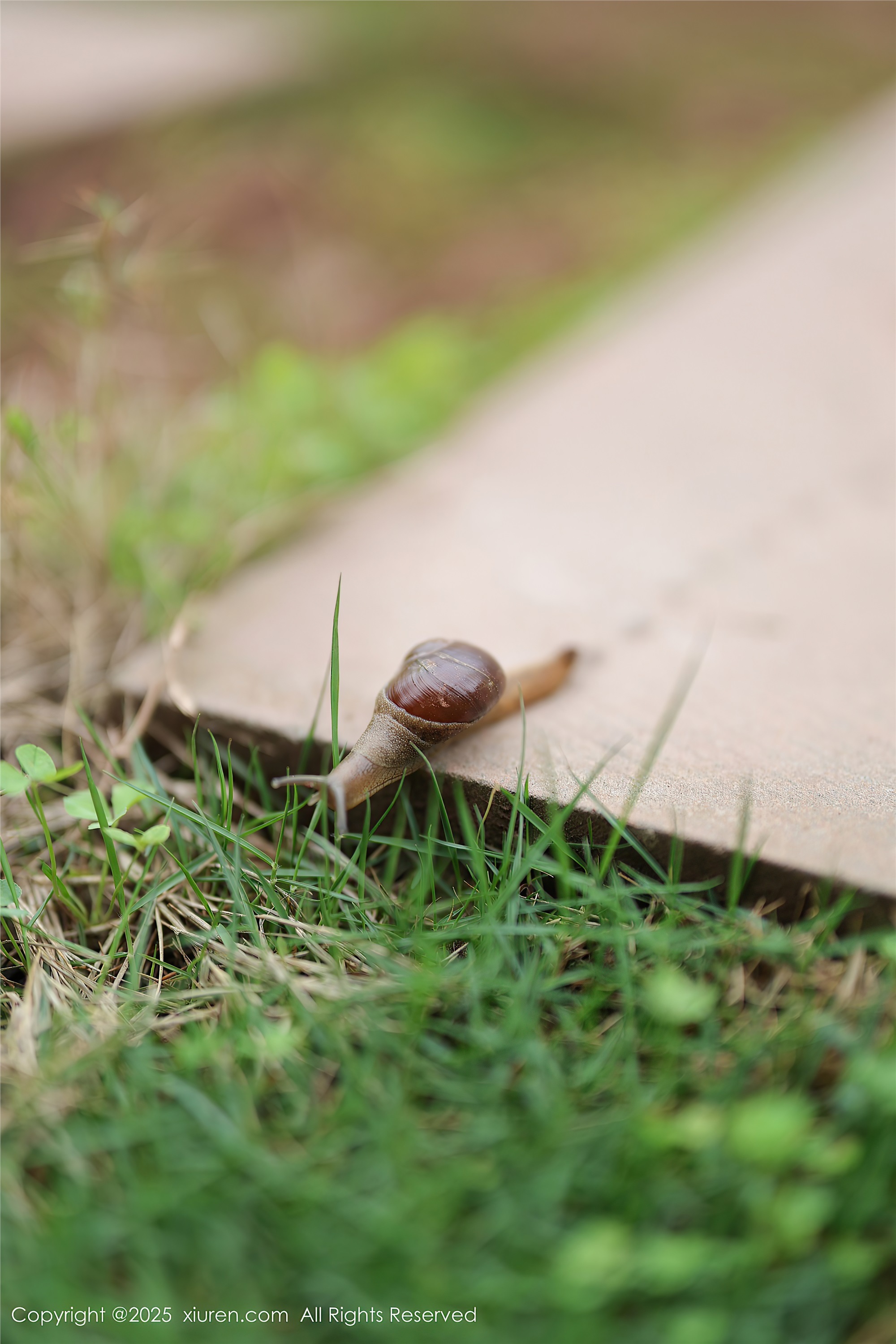 Xiuren秀人网 2025.04.29 NO.10215 茂木希子